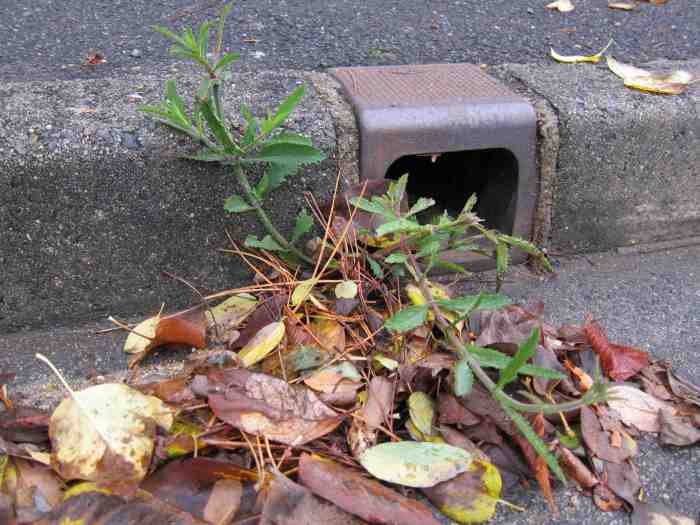 Naissance d'une terre2-version blog