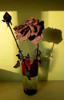 IMG_0450-version blog