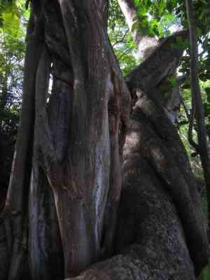 Arbre1