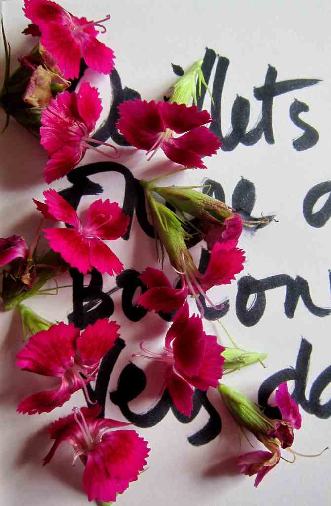 Oeillets de poète-version blog