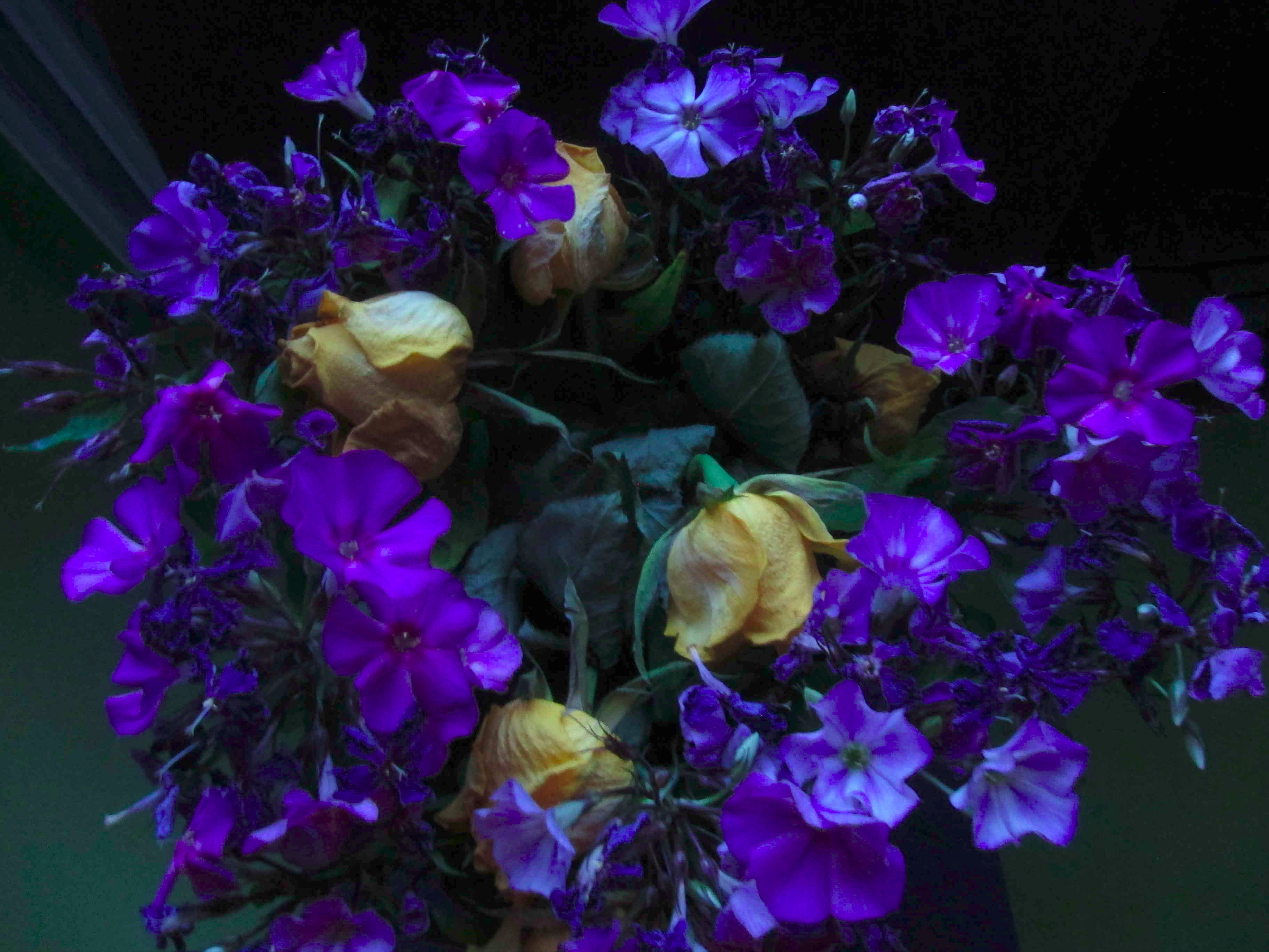 IMG_4211-version blog