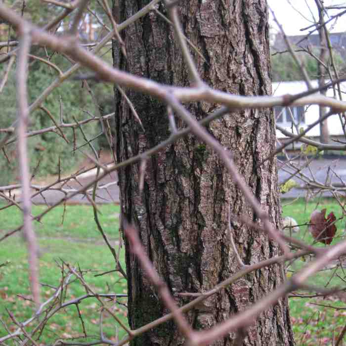 IMG_5140-recadrée-version blog