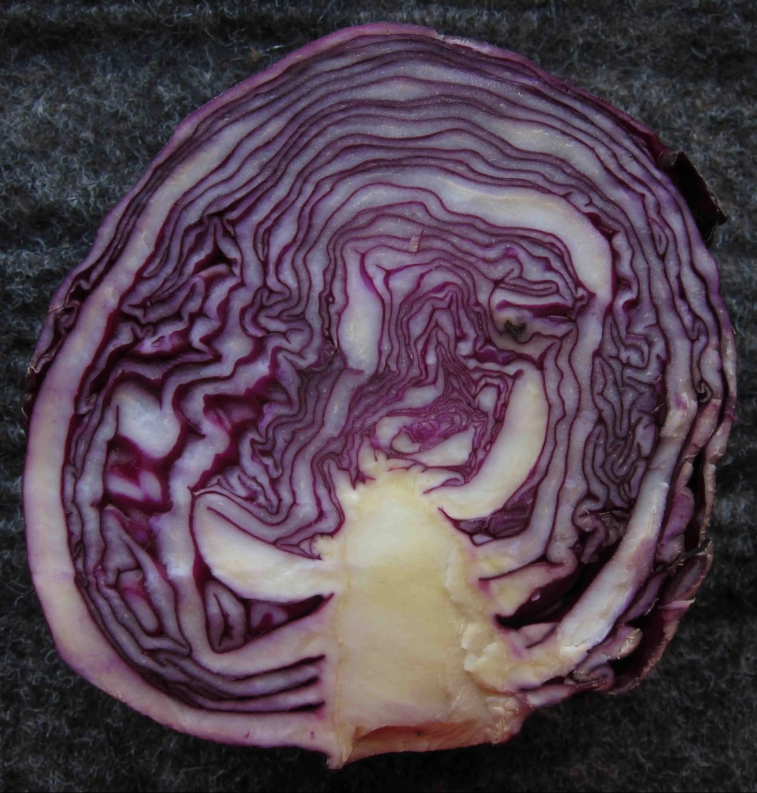 IMG_5164-version blog